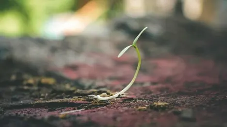 Is Climate Control & Seed Germination an Issue?